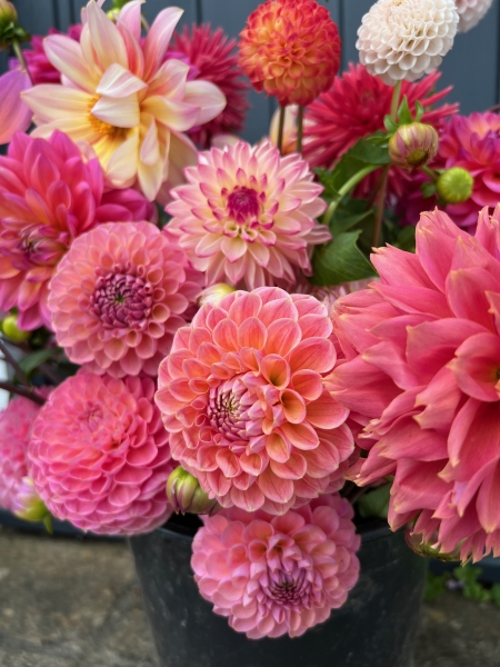 Dorset Dahlias